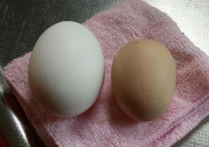 軍鶏の卵