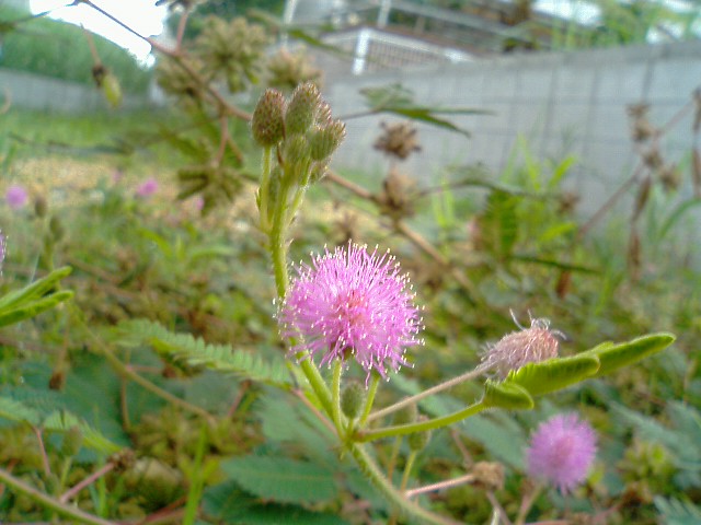 おじぎそうの花