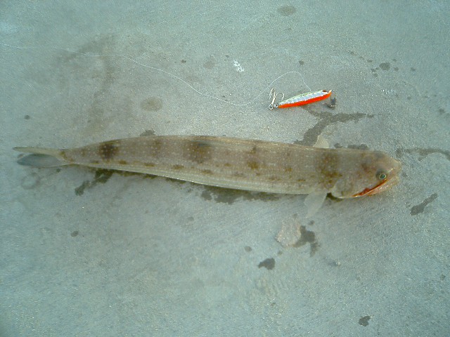 熱田漁港で釣れたエソ 25cm