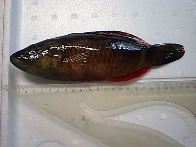 ベラ 23cm