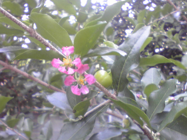 アセロラの花と実