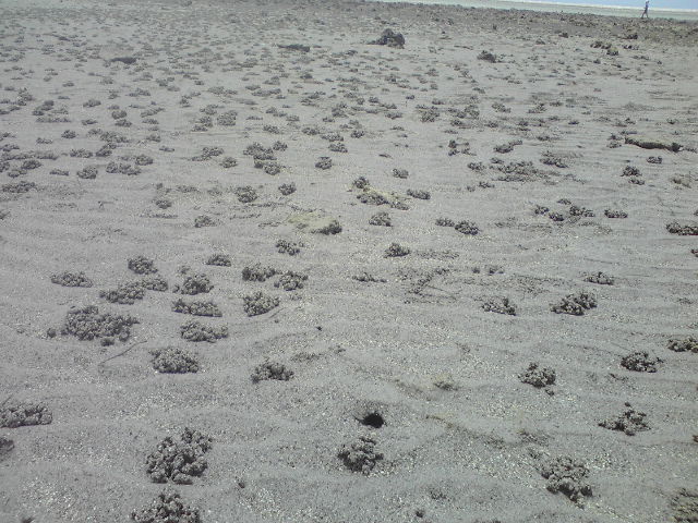 泡瀬干潟のカニが作った砂団子の数々